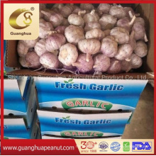 Normal White Fresh Garlic New Crop 2020